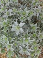 298. Edle Distel am Sandstand - Sizilien 10-17.5.15