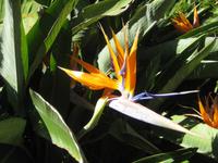 60. Botanischer Garten in Taormina - Sizilien 10-17.5.15