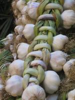 84. Knoblauchzopf - Sizilien 10-17.5.15