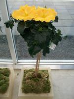 Floriade 2012 in Venlo