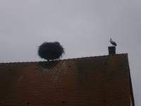 Der Storch, das Wappentier des Elsaß