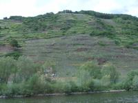 Bis weit nach oben reichen die Weinberge an der Mosel
