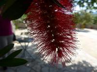 Korfu, Flaschenputzer