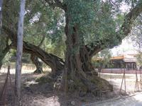 Korfu, alter Olivenbaum
