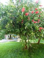 Starrer  Zylinderputzer