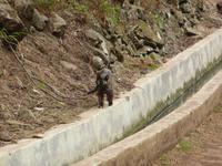 Makotchen unserer Levada-Wanderung