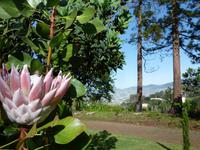 Königsprotea im Palheiro Garden und Blick über Funchal