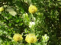 Nadelkissenprotea im Palheiro Garden