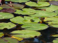 Palheiro Garden - Suchbild