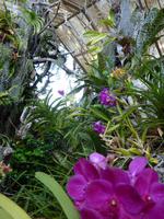 Orchideenpracht im 
