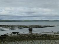 Murrisk - Austernbänke