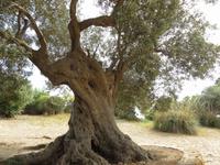 ältester Olivenbaum Siziliens