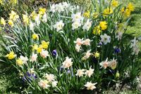 Frühling in Peterhof