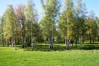 Russische Birkenwälder