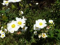 Montpellier-Zistrose