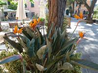 Paradiesvogelblume Strelitzia in Monterosso