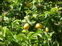 Zitronen und die Blüten