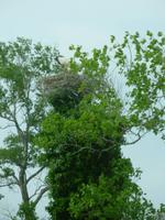 Storchennest in der Camargue