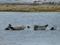 Inishmore - Seal View Point