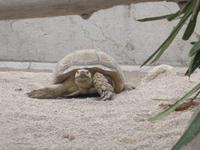 Schildkröte im Ozeanischem Museum