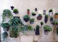 Blumenwand in St. Remy