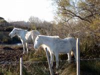 Pferde in der Camargue