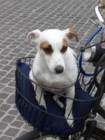 Rad auch für Hunde ein wichtiges Verkehrsmittel in Ferrara
