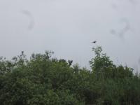 Naturschutzgebiet I Barcaioli del Mincio