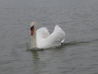 Naturschutzgebiet I Barcaioli del Mincio