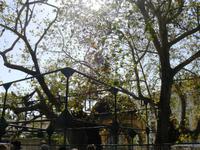 Baum des Hippokrates auf Kos