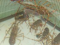 Langusten in Fornells