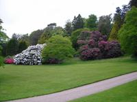 Killerton Garden