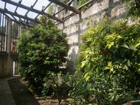 Zitronengarten in Limone