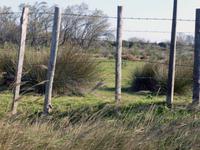 Camargueweidezaun