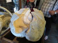 0092 Kreuzfahrt AIDAvita - Adria - Inselrundfahrt Korfu - im Kloster  in Panagía Theotokós - Muschel