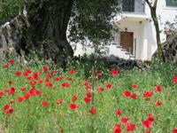 0117 Kreuzfahrt AIDAvita - Adria - Inselrundfahrt Korfu - Spaziergang durch Makrades