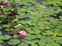 541 Kreuzfahrt AIDAvita - Adria -Besuch Park Sigurta