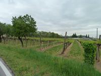 Weinanbau