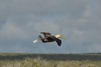 albatross fliegend