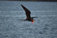 fregattvogel hahn genovesa