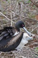 fregattvogel seymour