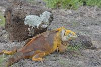 landleguan plaza sur