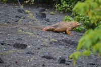 landleguan Urbina