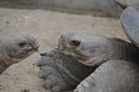schildkröten Villamil