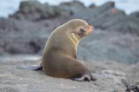 seebär puerto egas