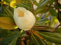 Magnolie, wunderschöner Baum vorm Sommersitz Mon Repos