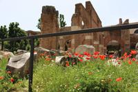 Mohnblumen im Forum Romanum