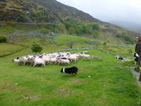 Ring of Kerry - Kissane Sheepfarm