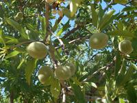 Tal der Tempel in Agrigent (Mandelbaum)