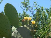 Tal der Tempel in Agrigent (Feigen-Kaktus)